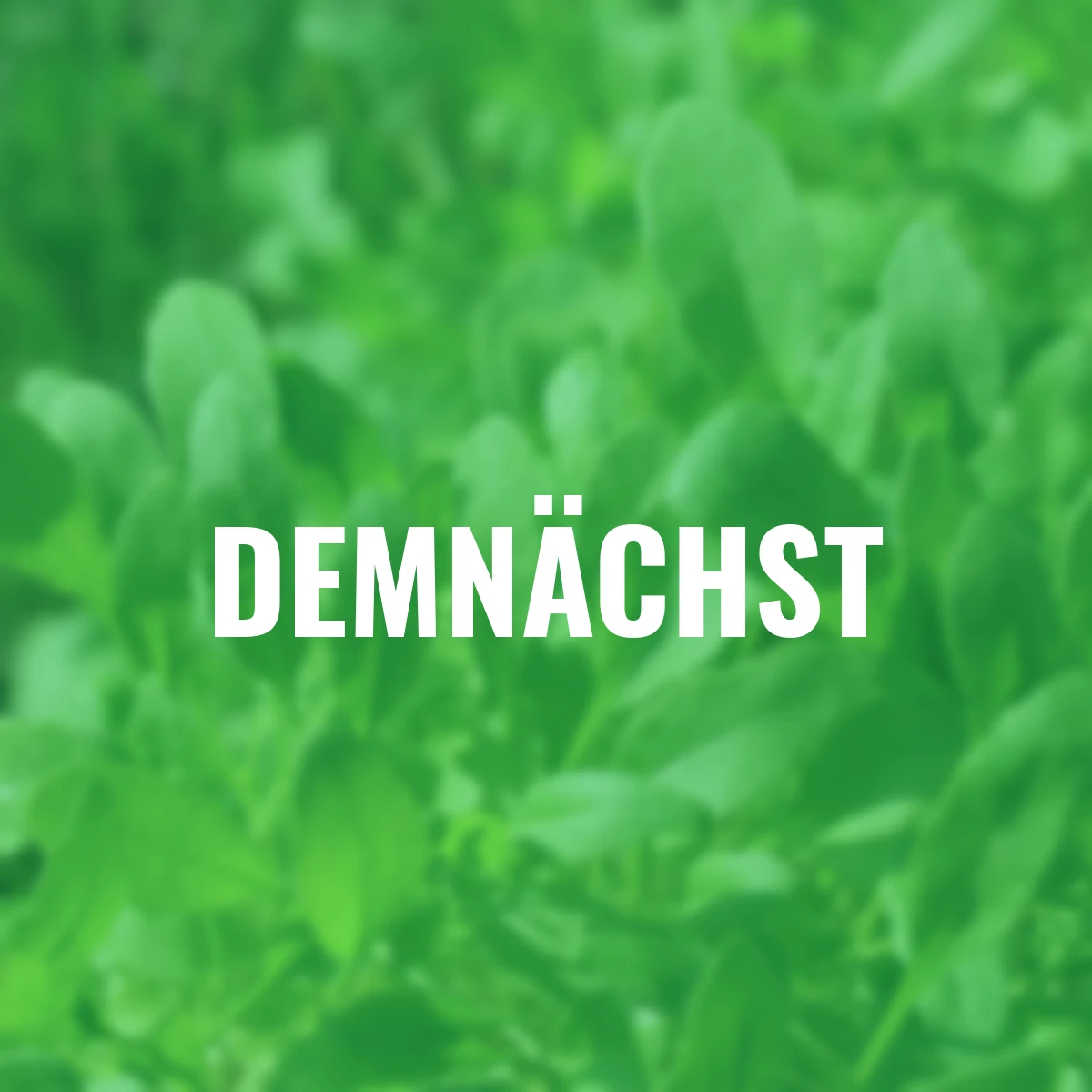 Saatgut-Holzbox Kräutergarten, 7 Saatgut-Sorten