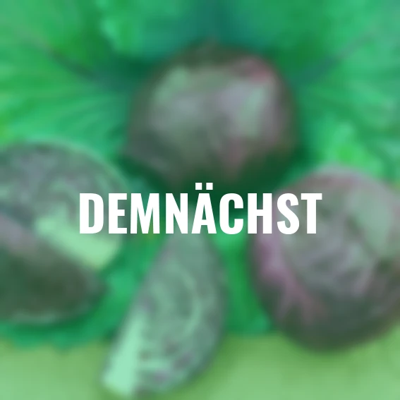 Rotkohlsamen Lodero F1