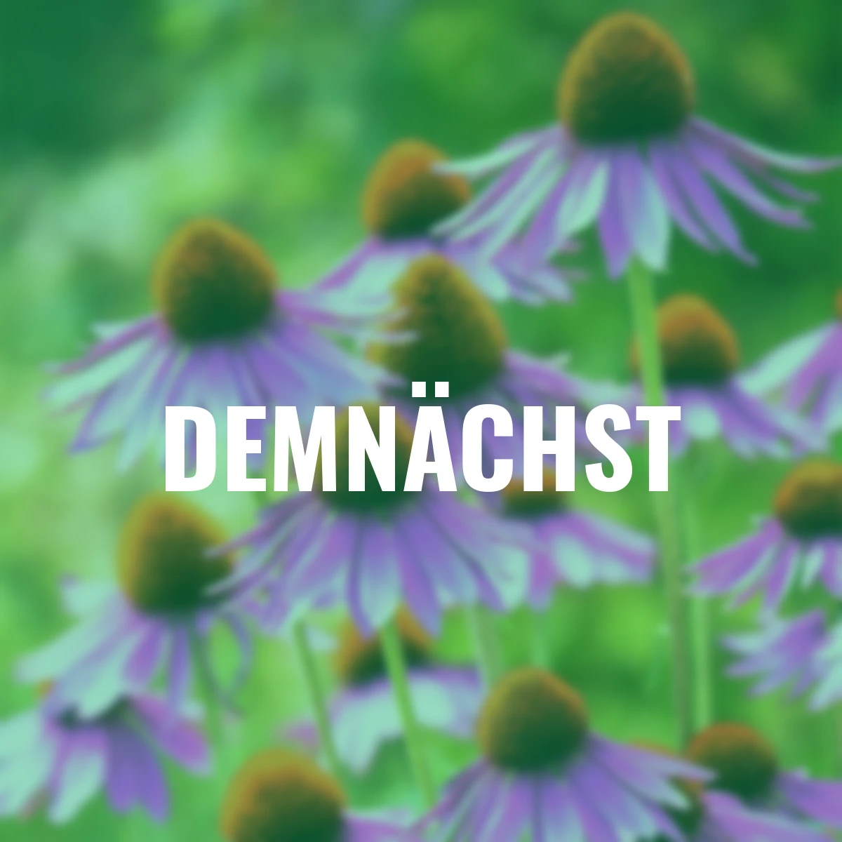 Sonnenhut Kim Knee`s High