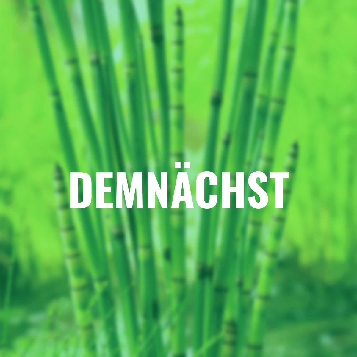 Winterschachtelhalm, im ca. 11 cm-Topf