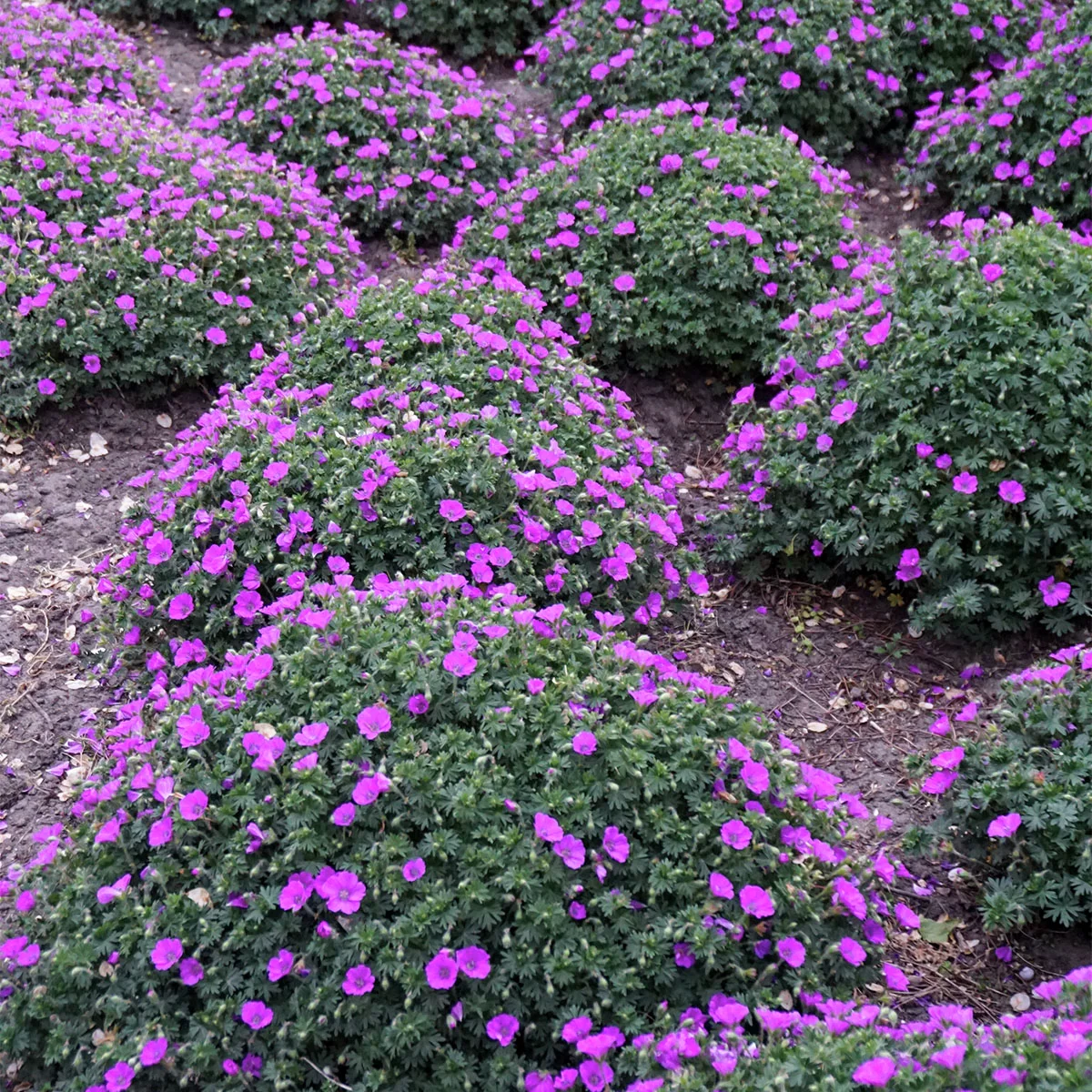 Storchschnabel Max Frei