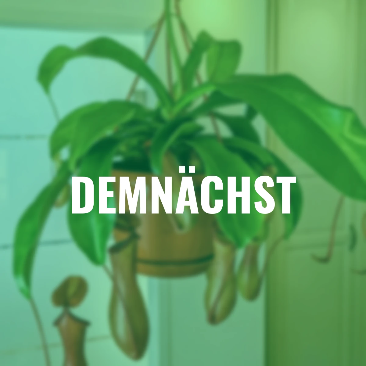 Kannenpflanze, Ampel, Höhe ca. 20-30 cm