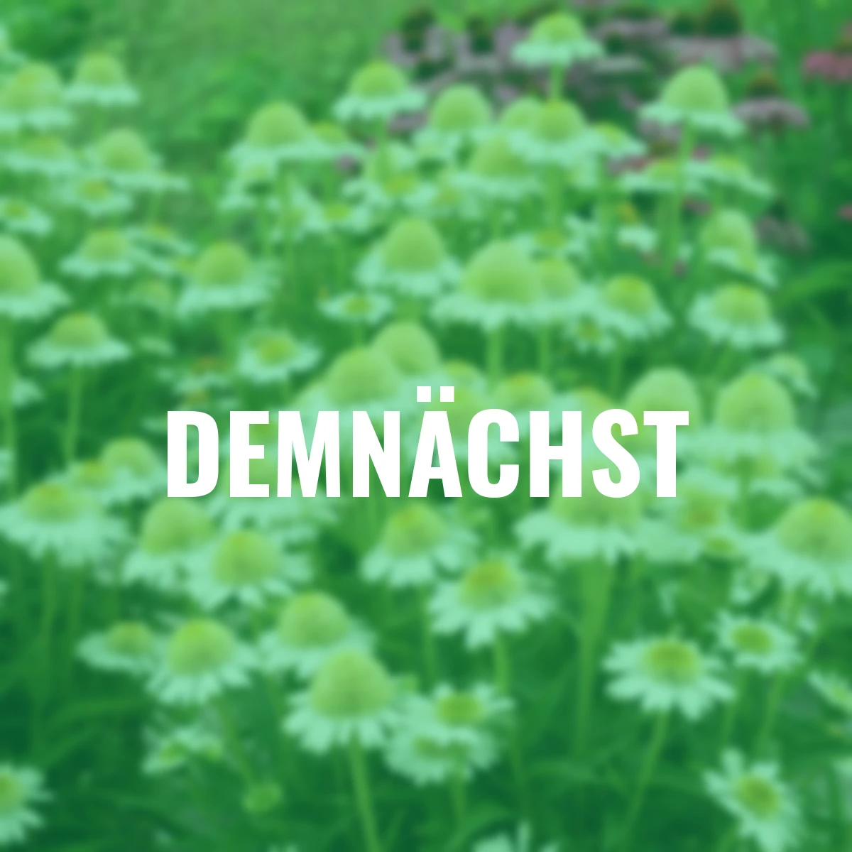 Scheinsonnenhut Delicious Nougat