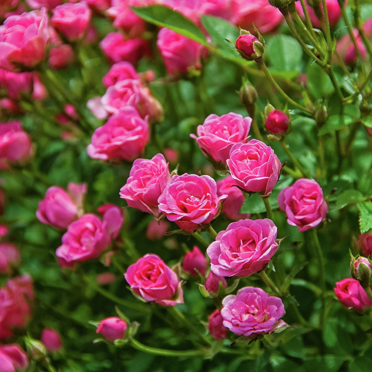 Mini-Rose Lilly Rose™, im ca. 12 cm-Topf