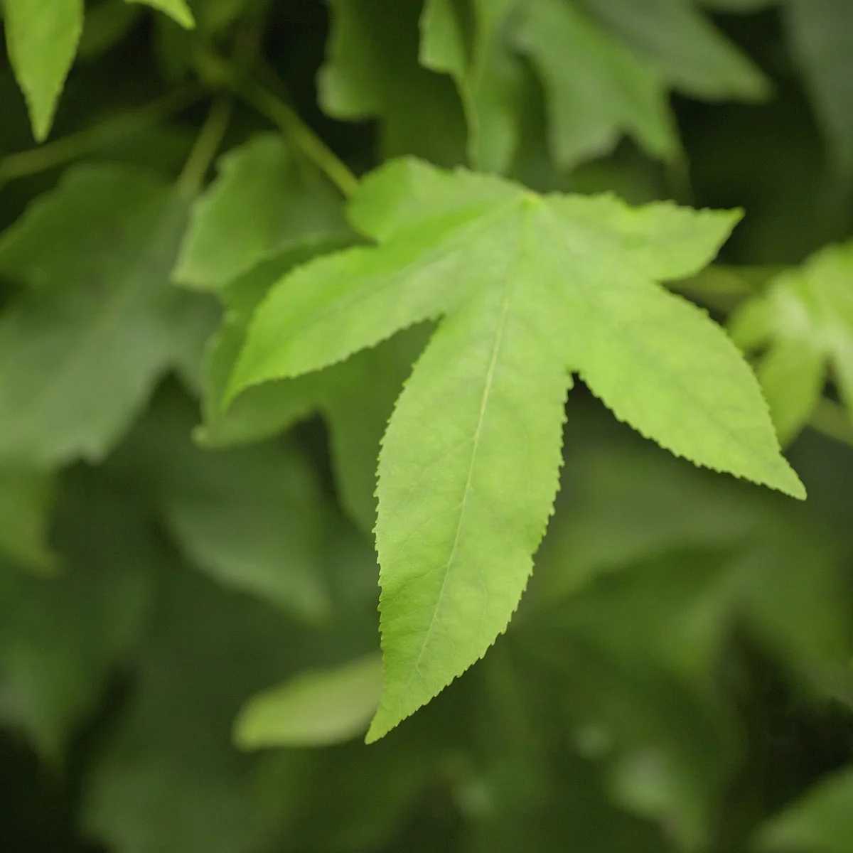 Kugelamberbaum Gumball