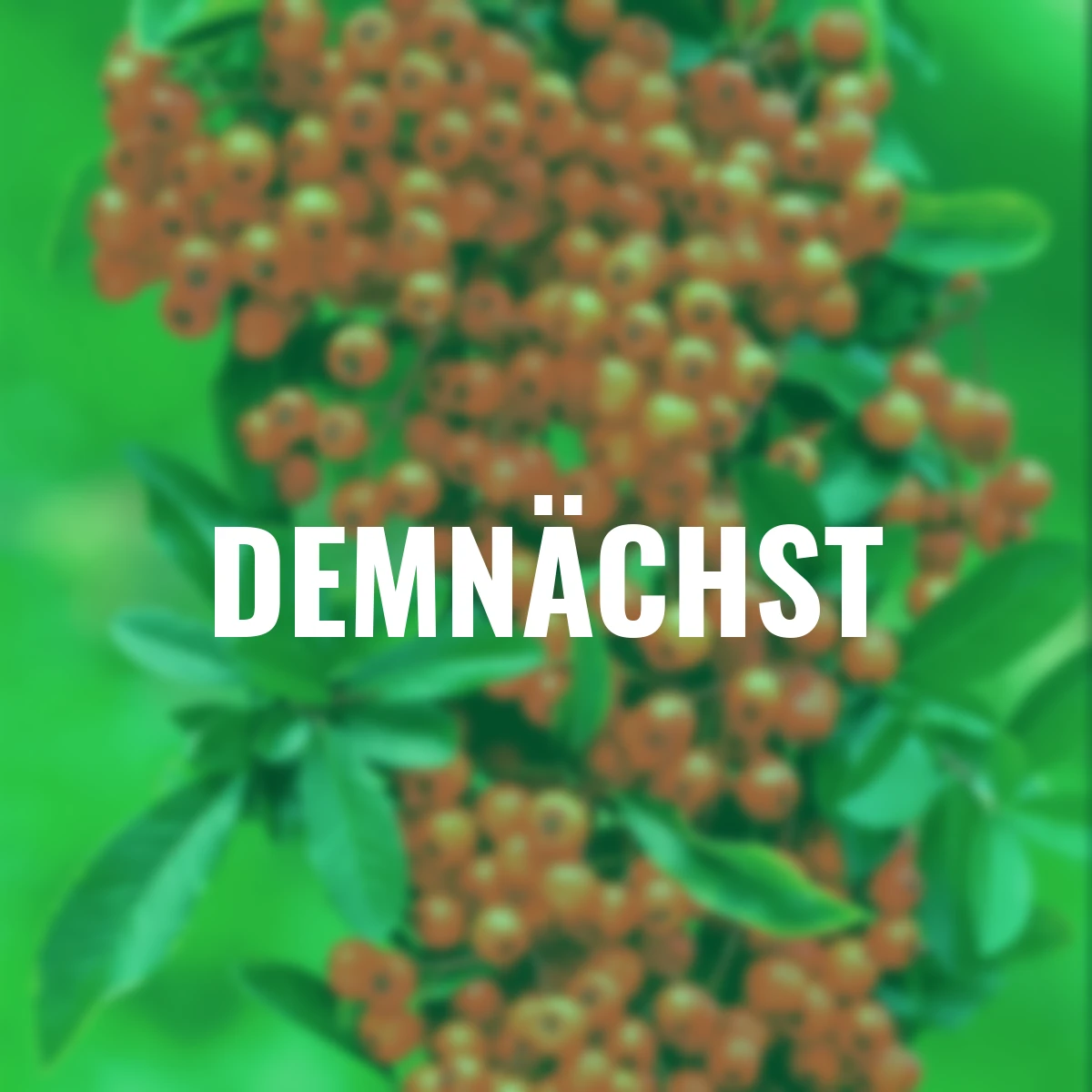 Ziergehölz-Set Bunte Feuerdorn-Hecke Venecia