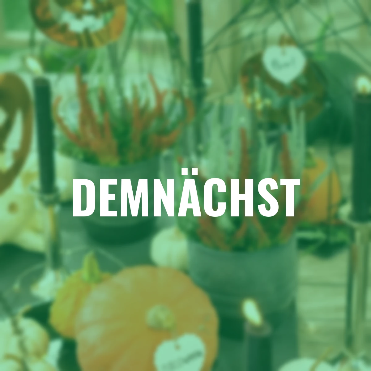 Knospenheide Gardengirls® Halloween Girls®