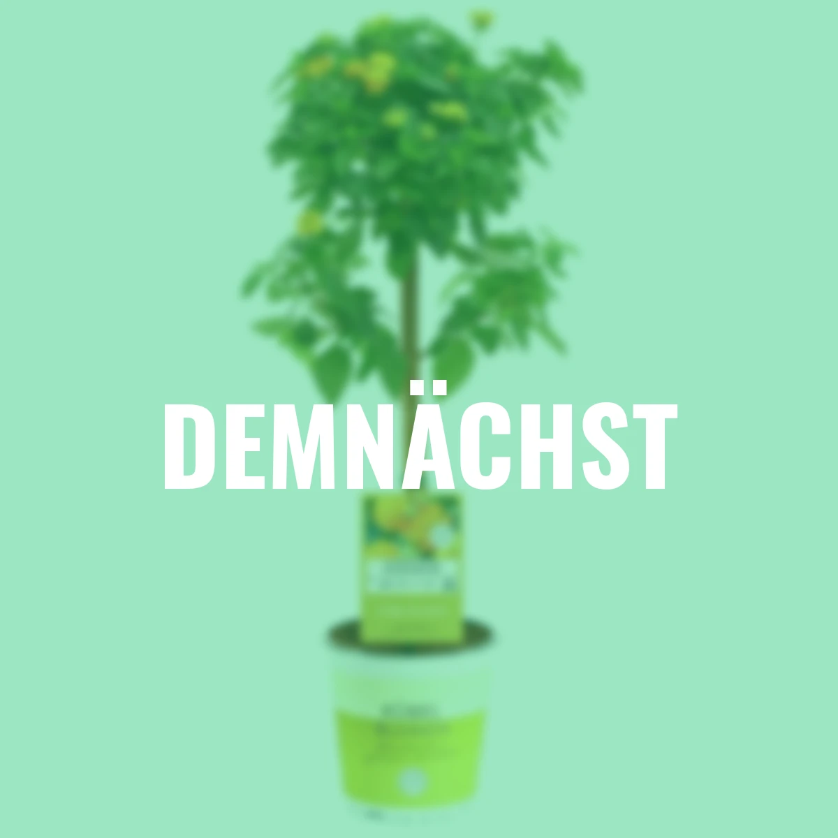 Wandelröschen-Stämmchen, gelb