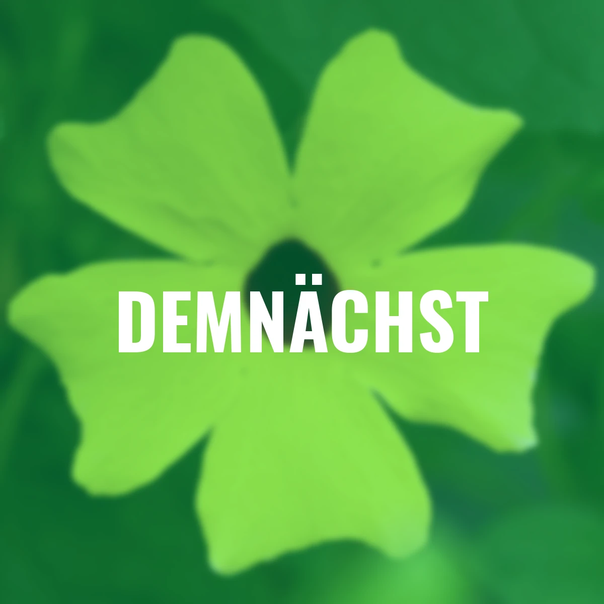 Schwarzäugige Susanne, gelb