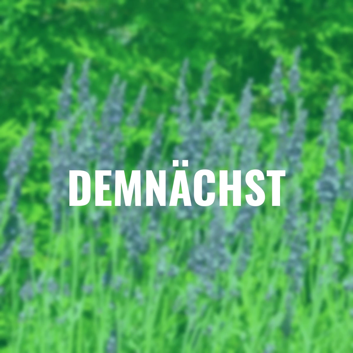 Englischer Lavendel Heavenly Night®