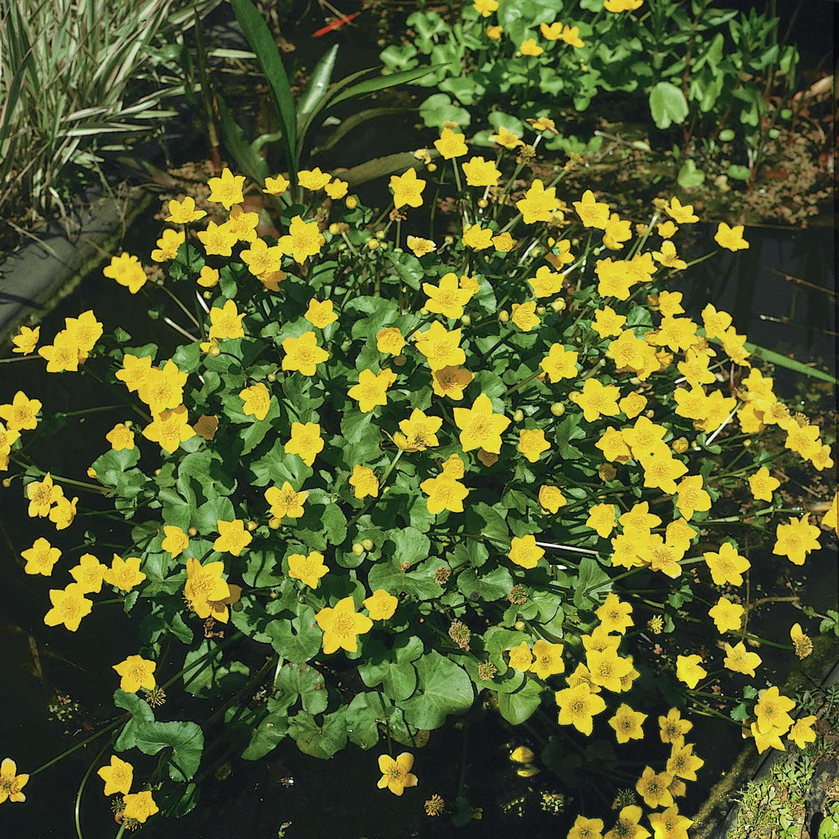 Gelbe Sumpfdotterblume