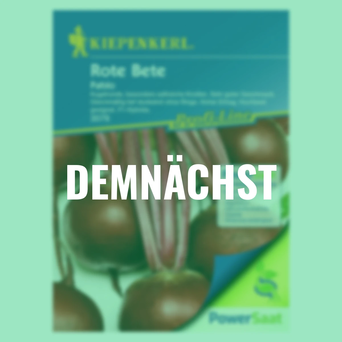 Rote Rüben Pablo PowerSaat