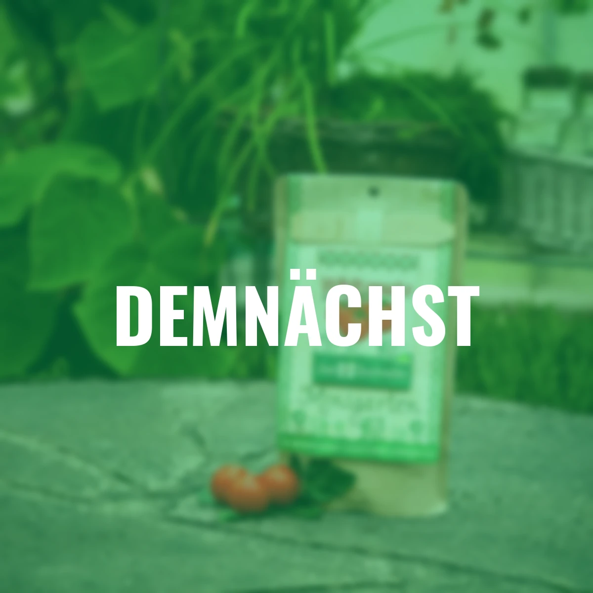 Minigarten - Wildtomate Rote Murmel - BIO