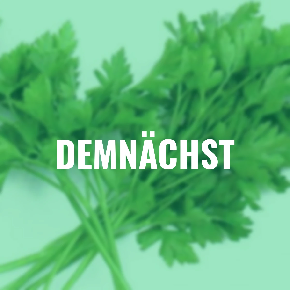 Saatgut-Holzbox Kräutergarten, 7 Saatgut-Sorten