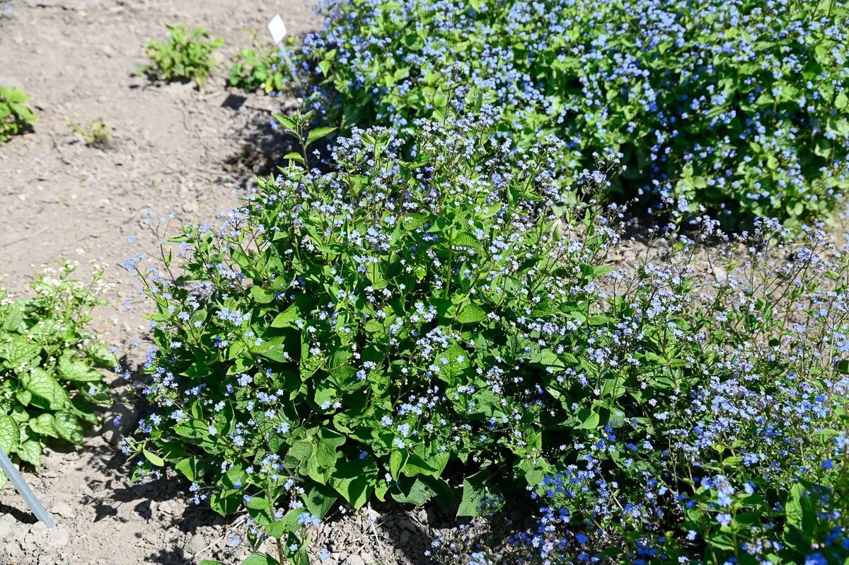 Kaukasus-Vergissmeinnicht (Staude des Jahres 2025)