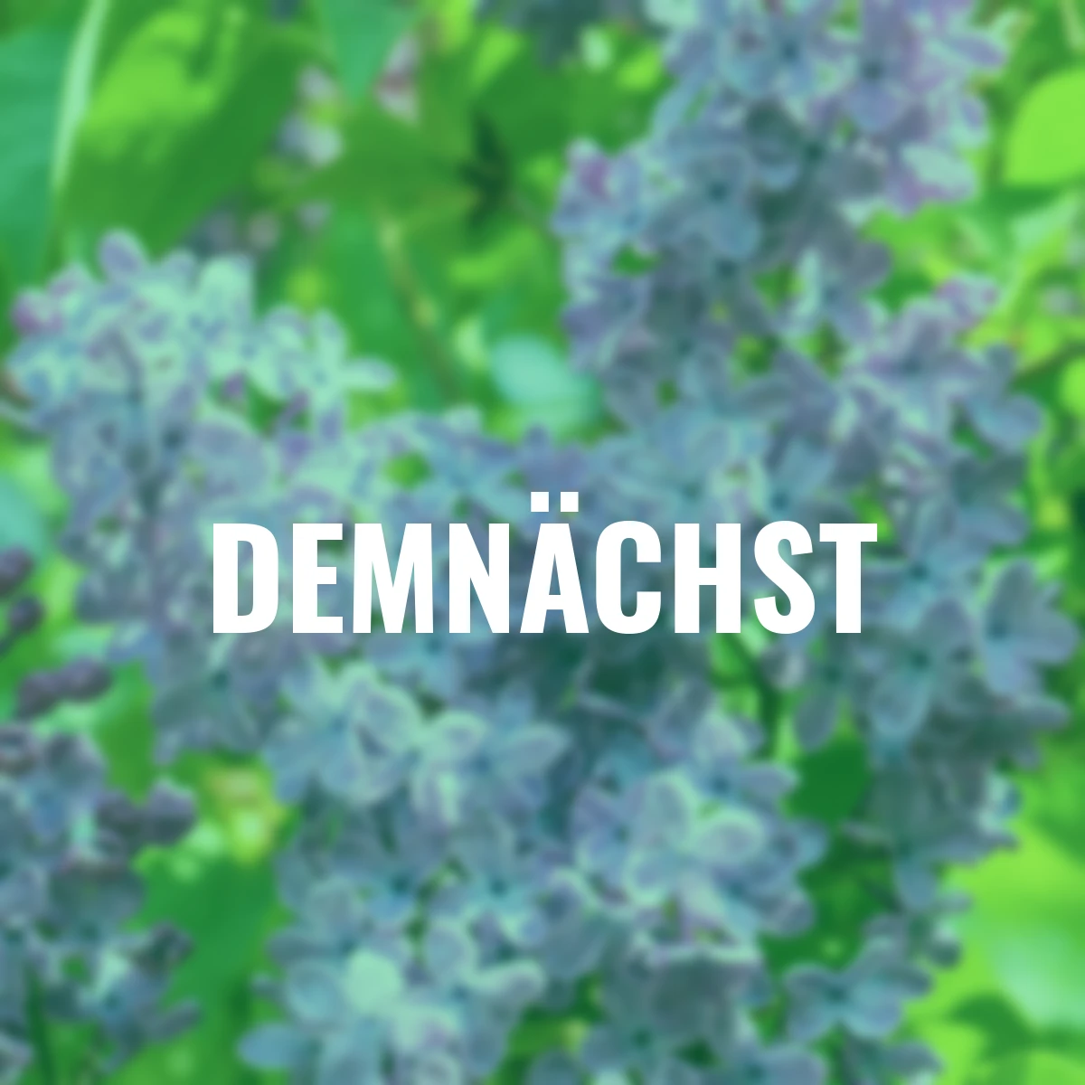 Edelflieder Blue Skies™