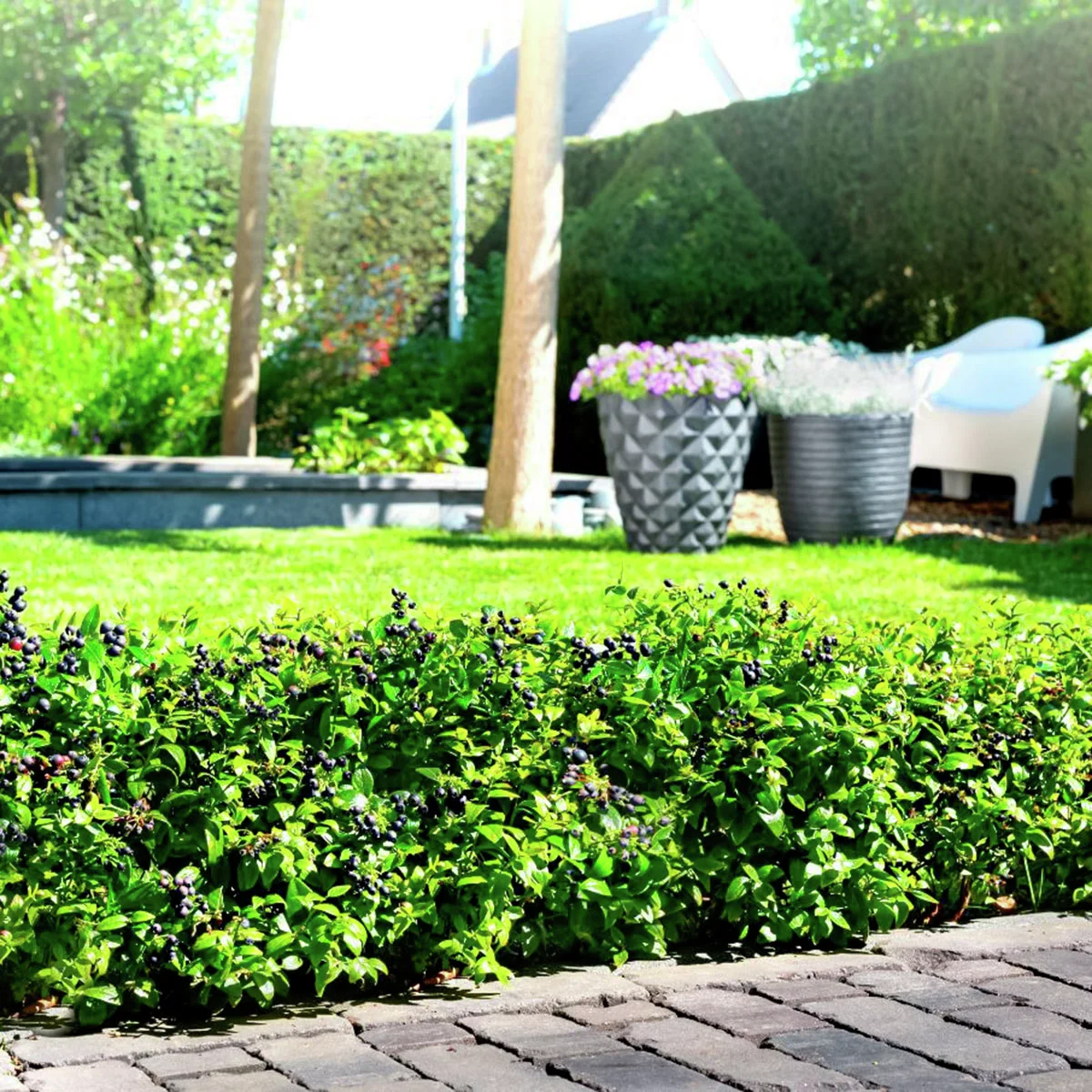 Heidelbeere BrazelBerry® Berry Bux® - Laufender Meter, 6 Pflanzen, im ca. 11 cm-Topf