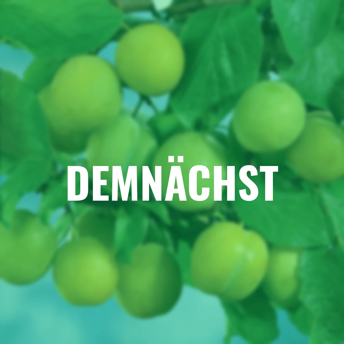 Pflaume Oullins Reneklode