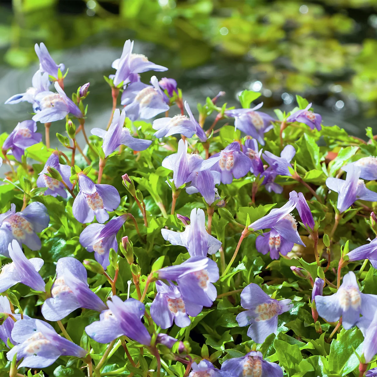 Lippenmäulchen, blau