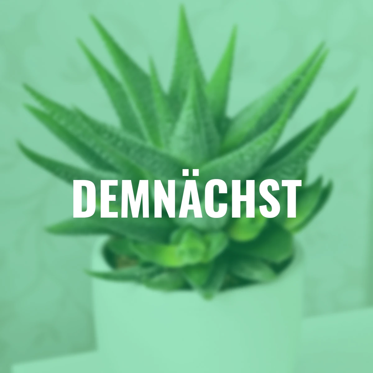 Haworthie Concolor, Höhe ca. 20-25 cm