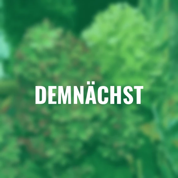 Rispen-Hortensie Limelight(R)