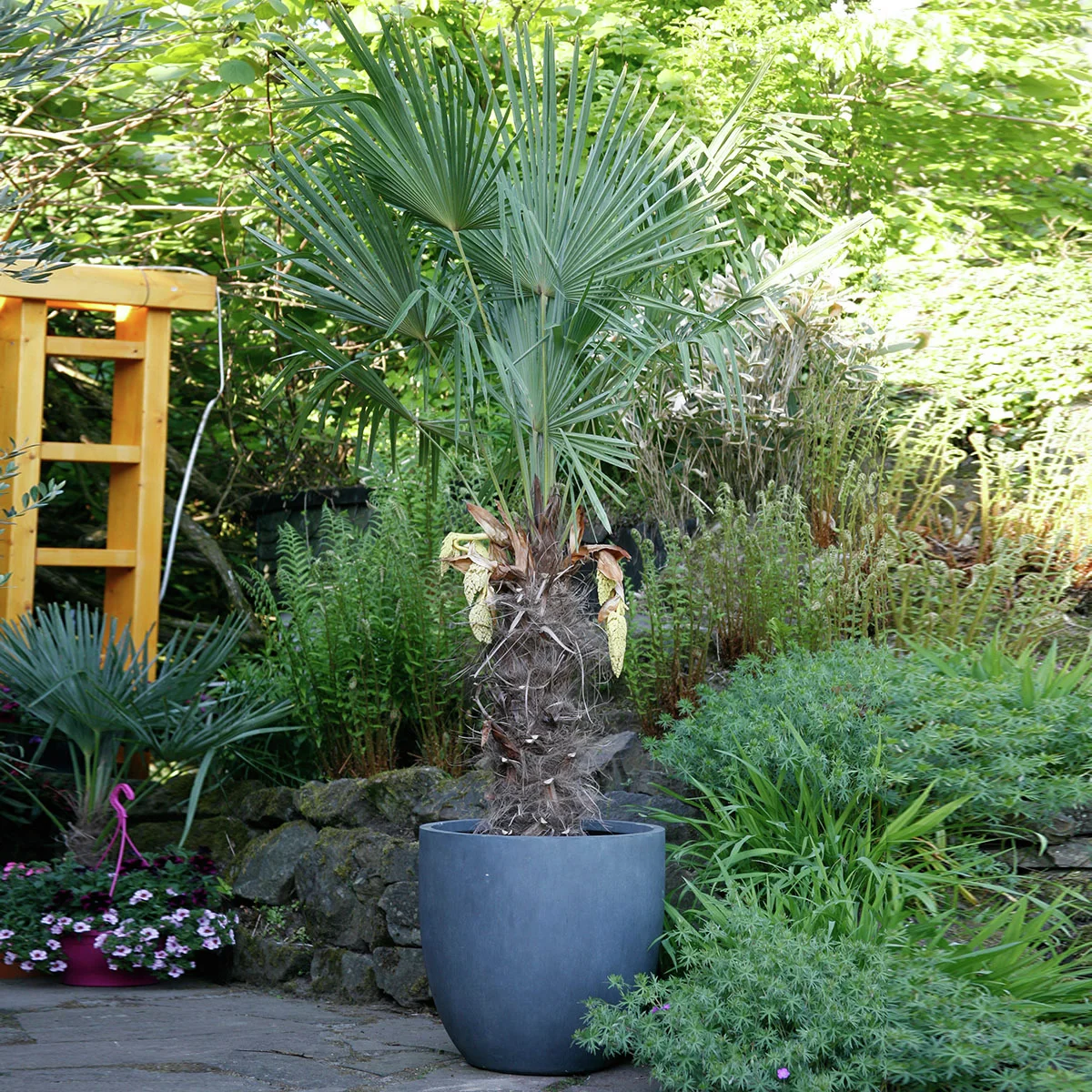 Hanfpalme XXL, im ca. 45 cm-Topf