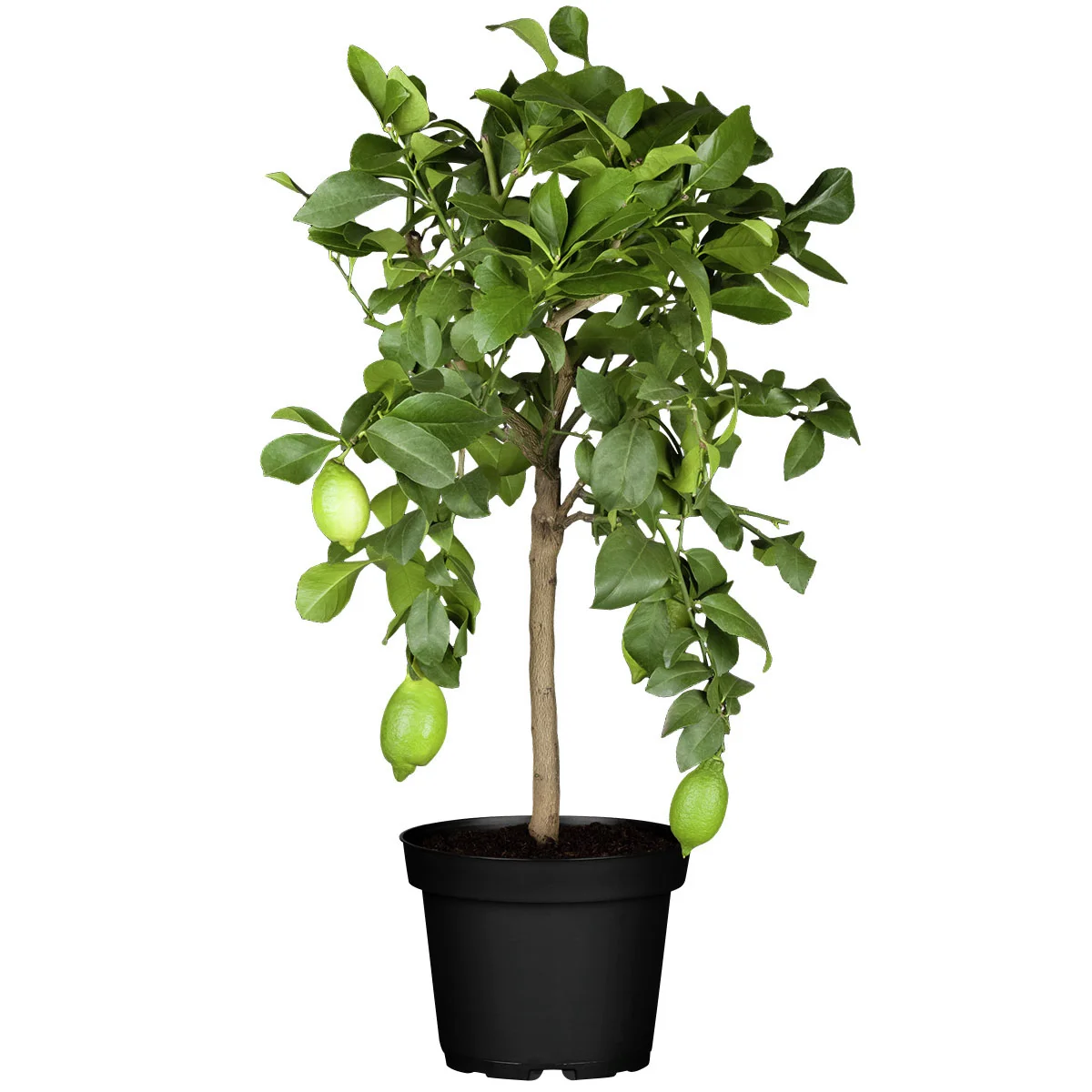 Zitronen-Stamm, im ca. 19 cm-Topf