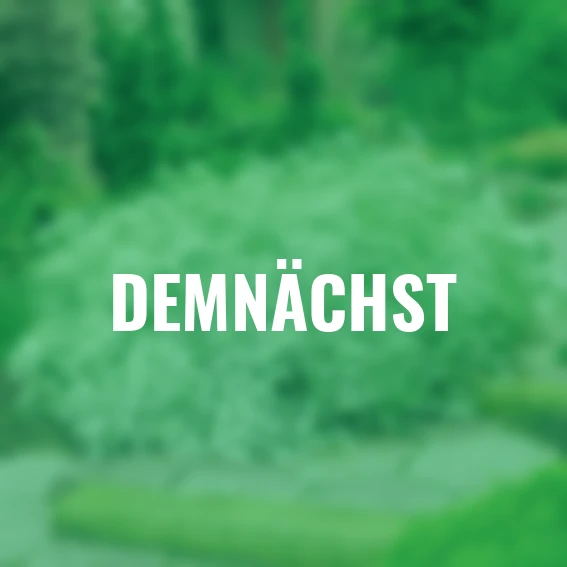 Schleierkraut, weiß