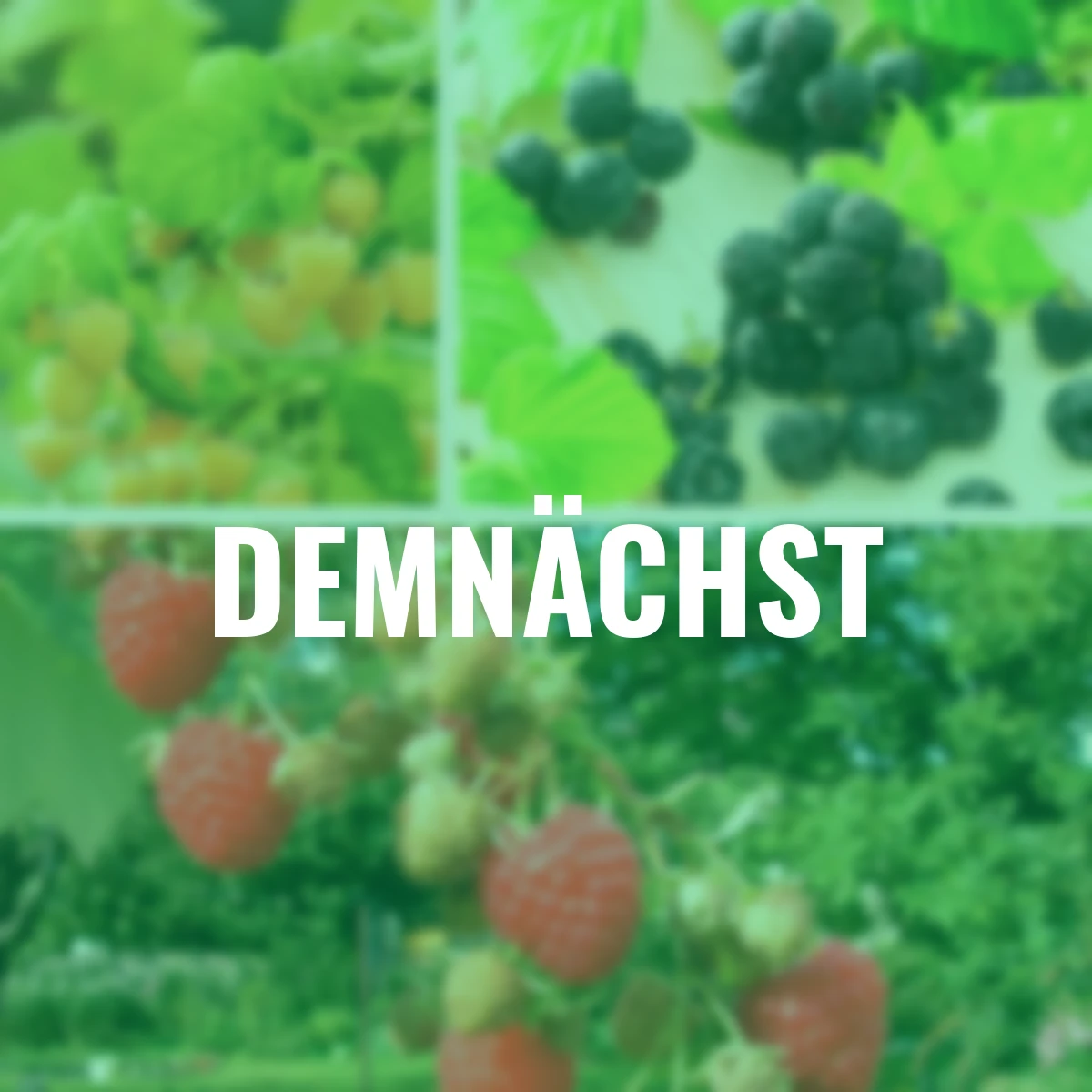 Obst-Set Himbeeren Deutschlands Beste