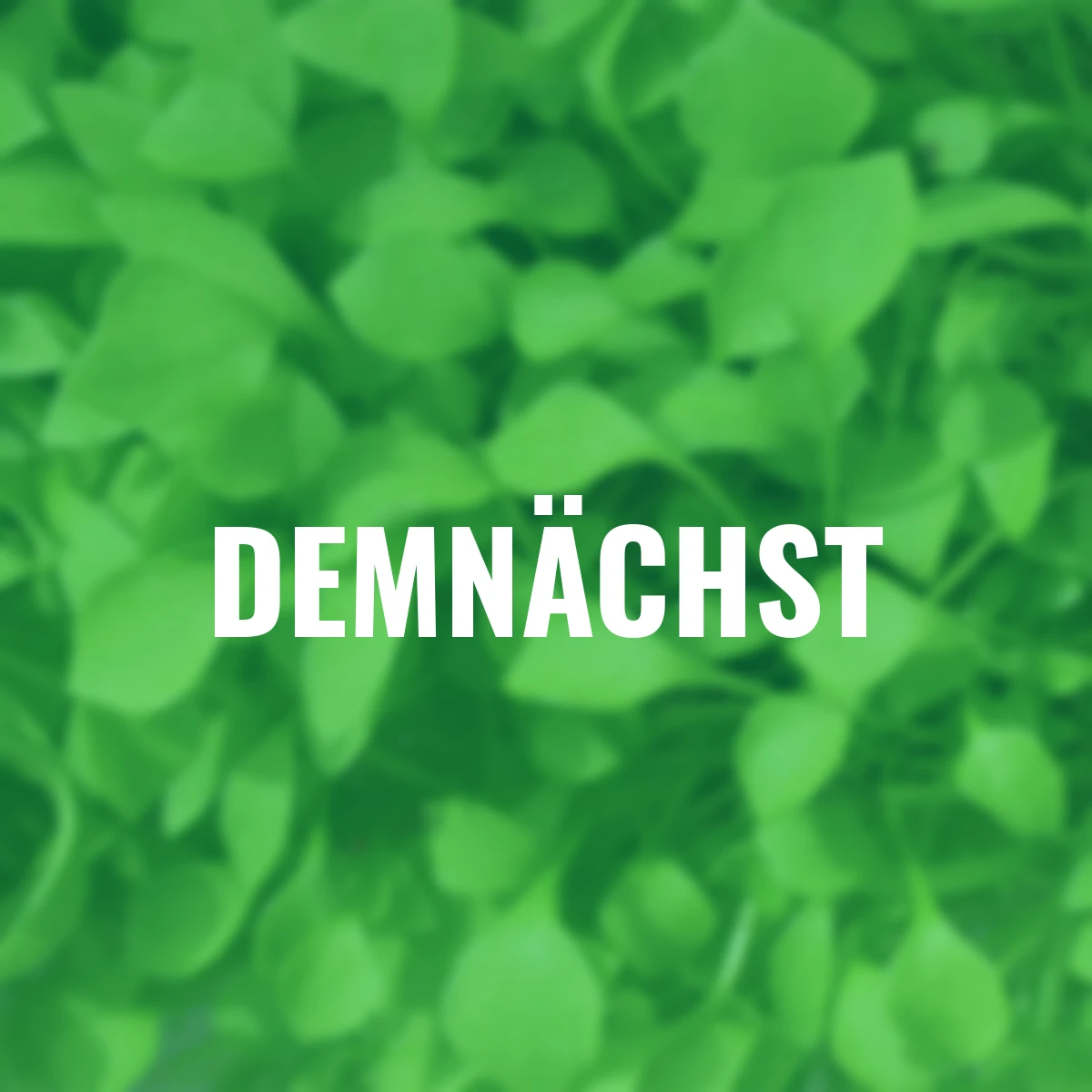 Saatgut-Holzbox Salatvielfalt, 7 Saatgut-Sorten