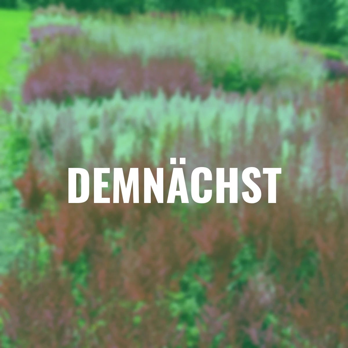 Stauden-Set Lieblings-Prachtspieren