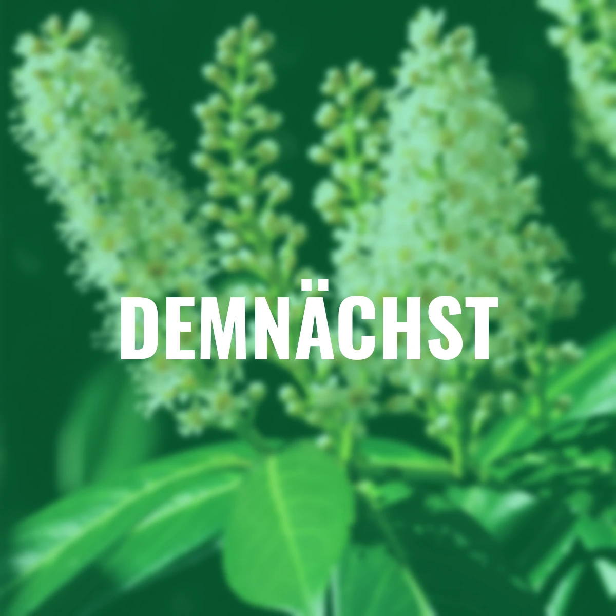 Kirschlorbeer Caucasica, im ca. 21 cm-Topf