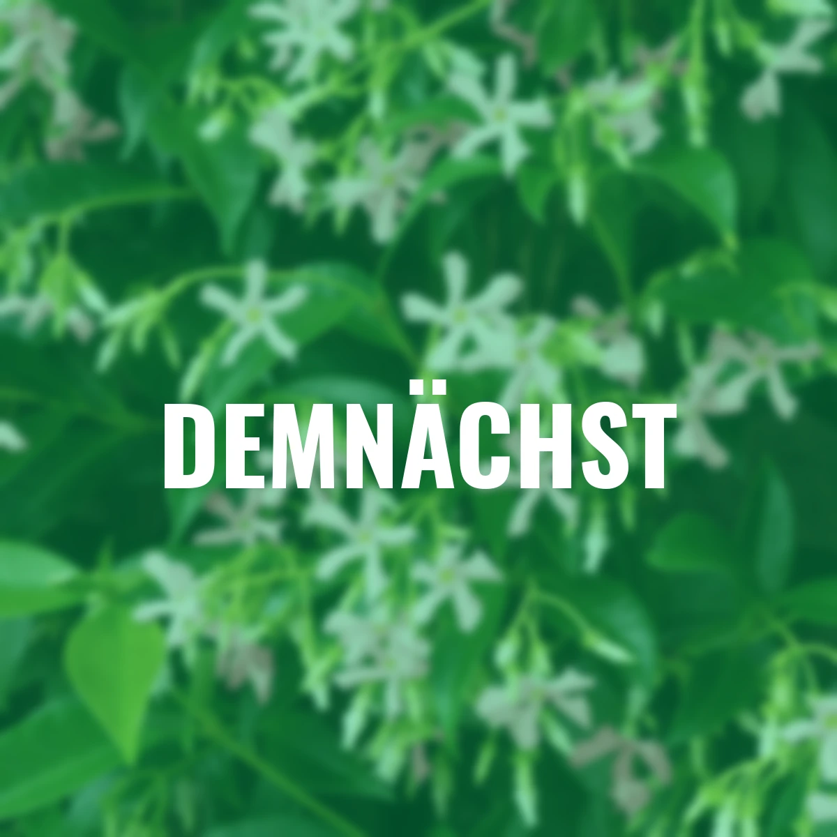 Sternjasmin Star of Ibiza