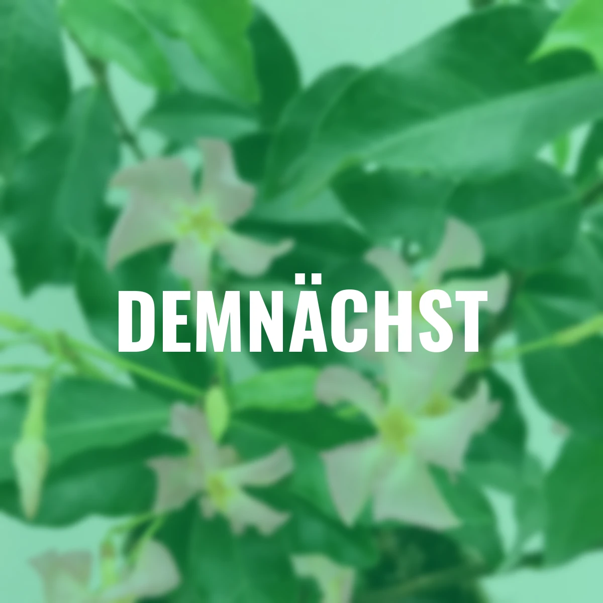 Sternjasmin Star of Ibiza