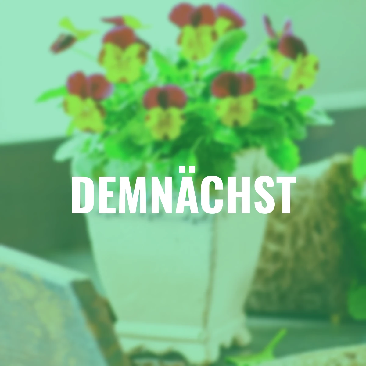 Mini-Hornveilchen Ice Babies® Yellow Red Wing