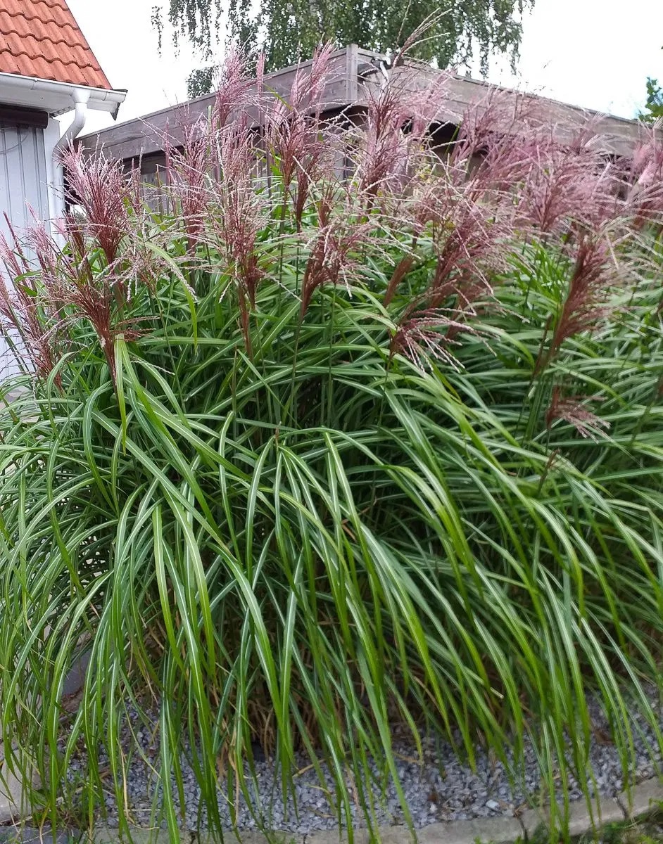 Chinaschilf Malepartus