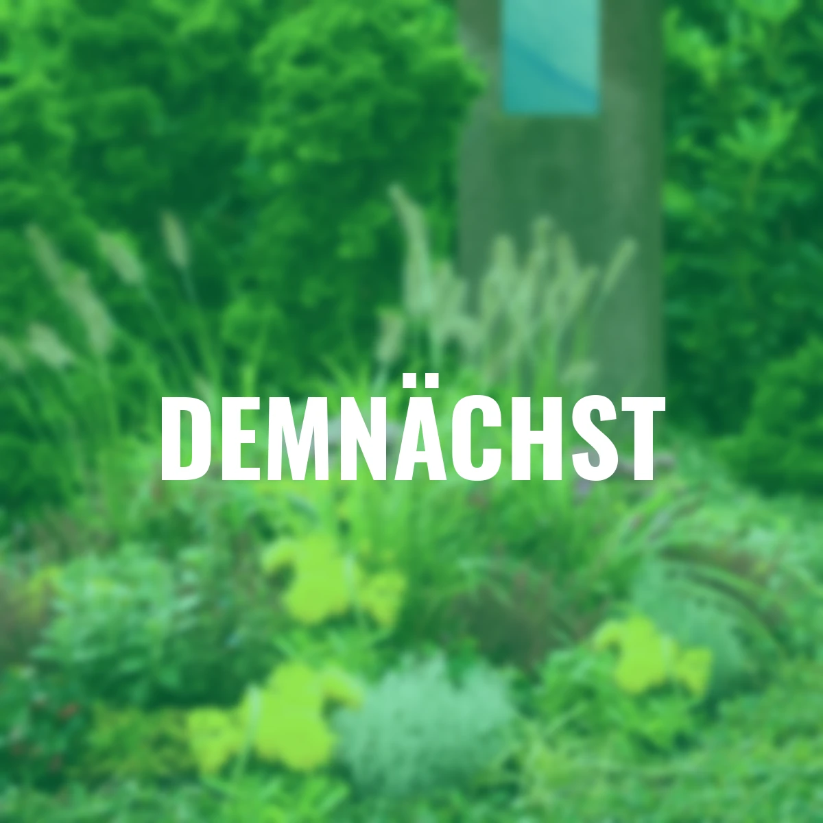 Set Grabbepflanung Modern, Doppel