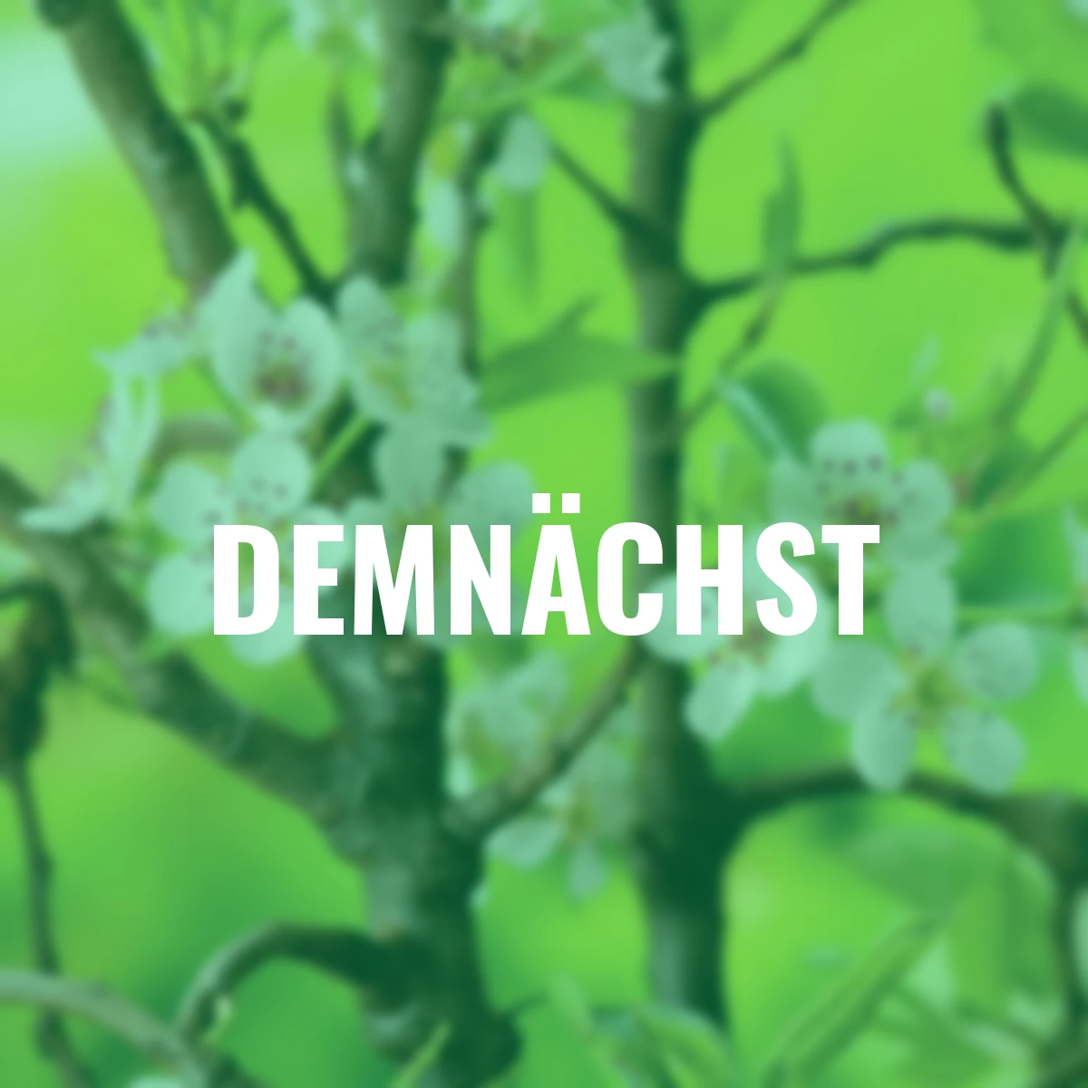 Birne Rote Williams Christ