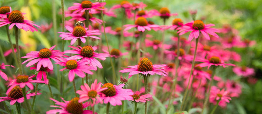 Stauden pflanzen wie die Profis