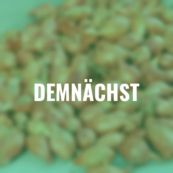 Steckzwiebel Rosanna, 250 g