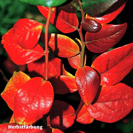 Kultur-Heidelbeere Elisabeth