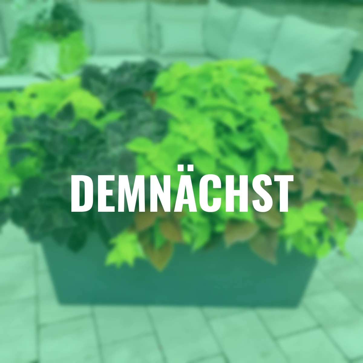 Sommerblumen-Set Buntnesseln