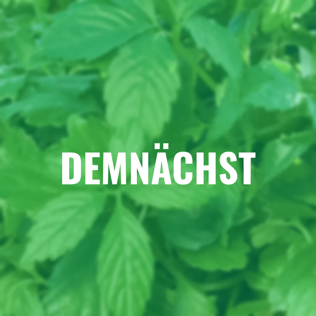 Kräuterpflanze Kraut des Lebens Jiaogulan