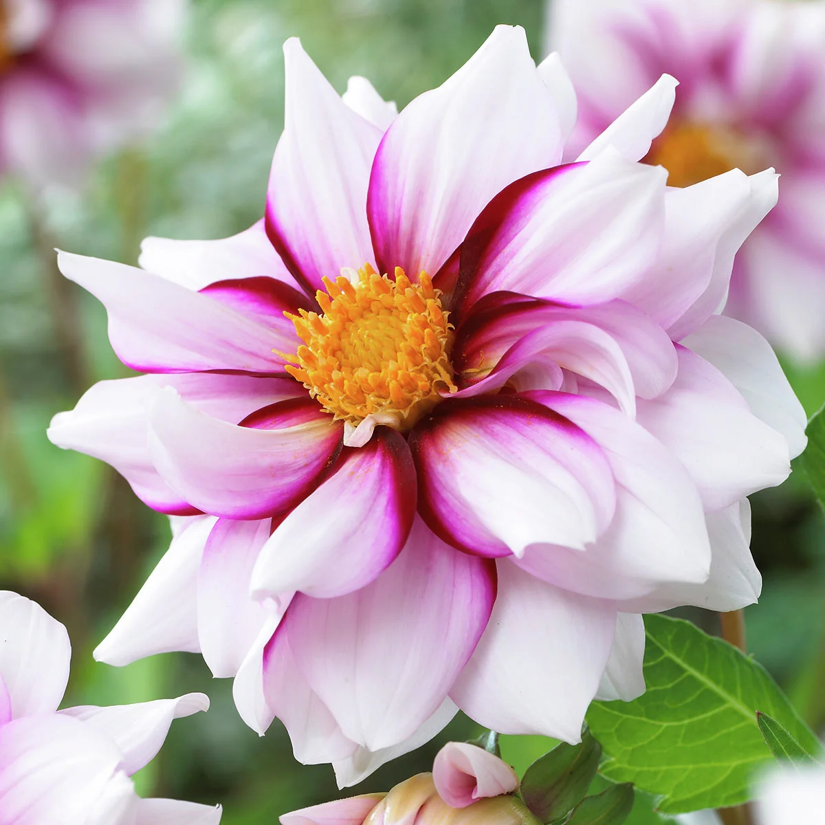 Mignon-Dahlie Edge of Joy