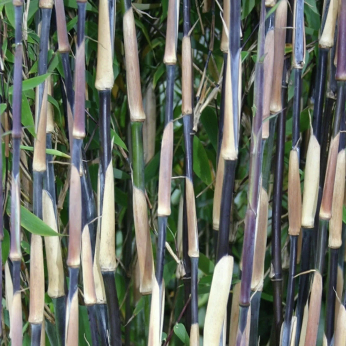 Elfenbeinbambus Ivory Ibis®