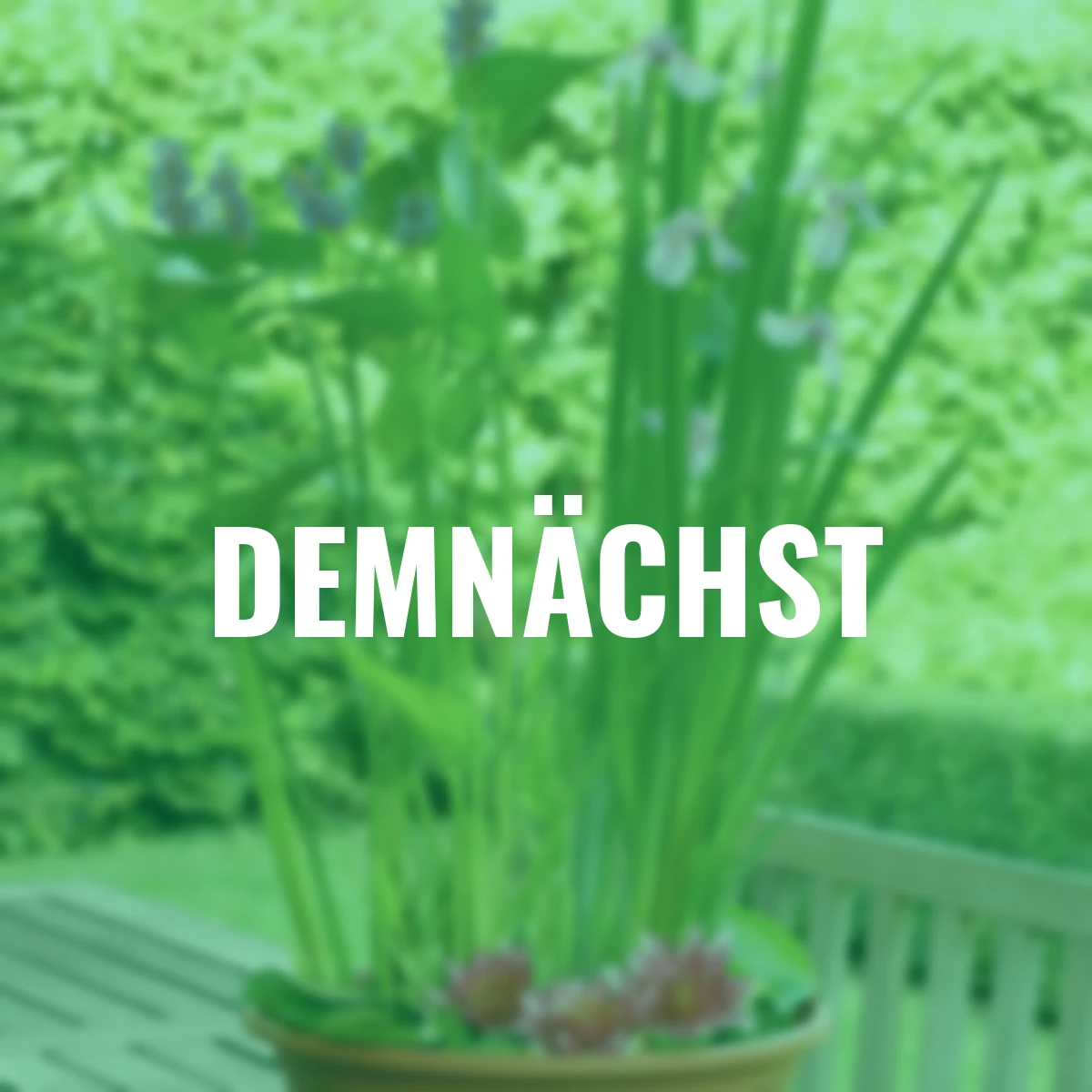 Zwergseerose, pink-rosa