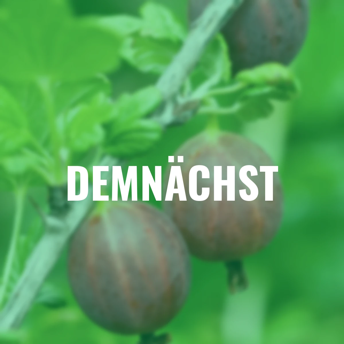 Stachelbeere Captivator