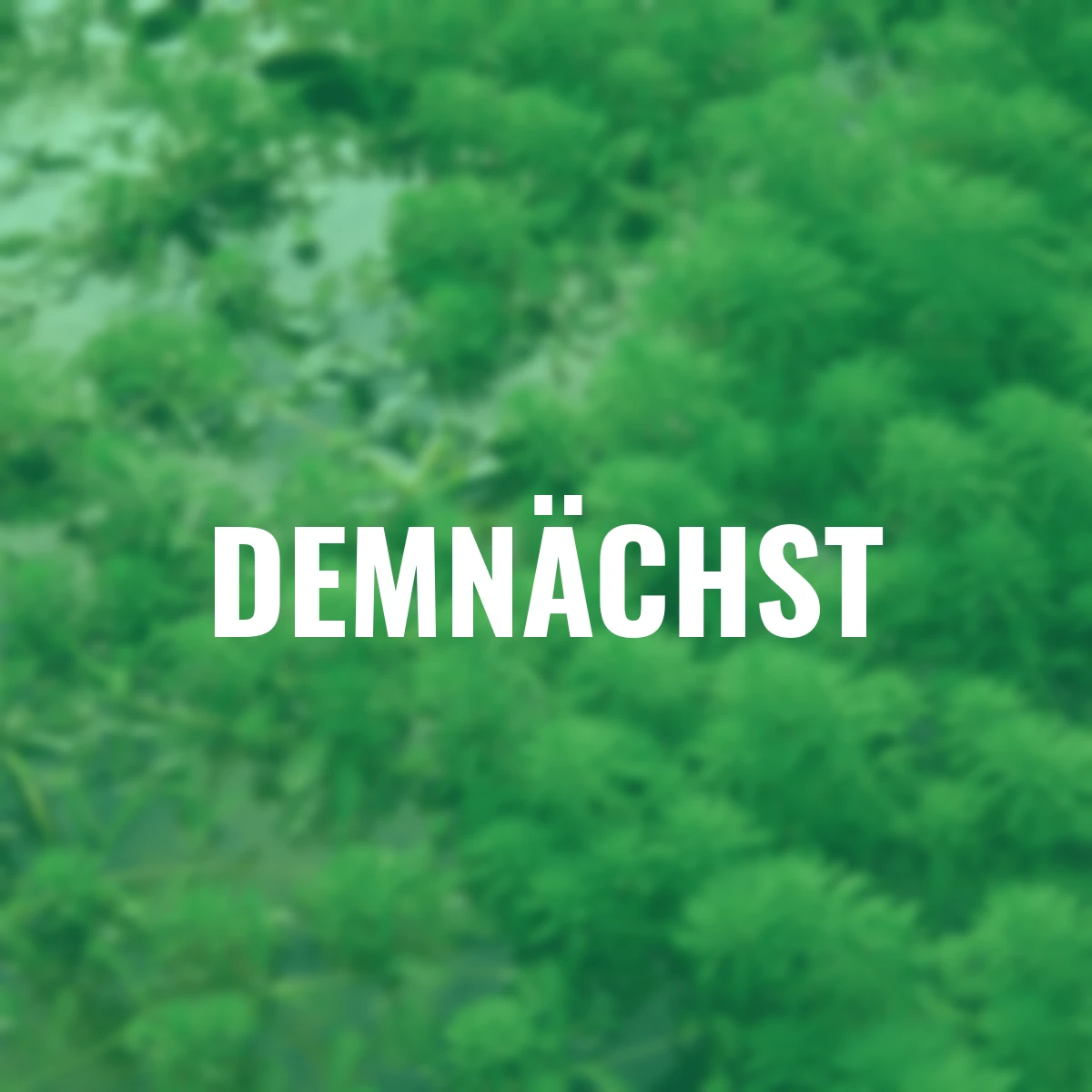 Tausendblatt, im ca. 11 cm-Topf