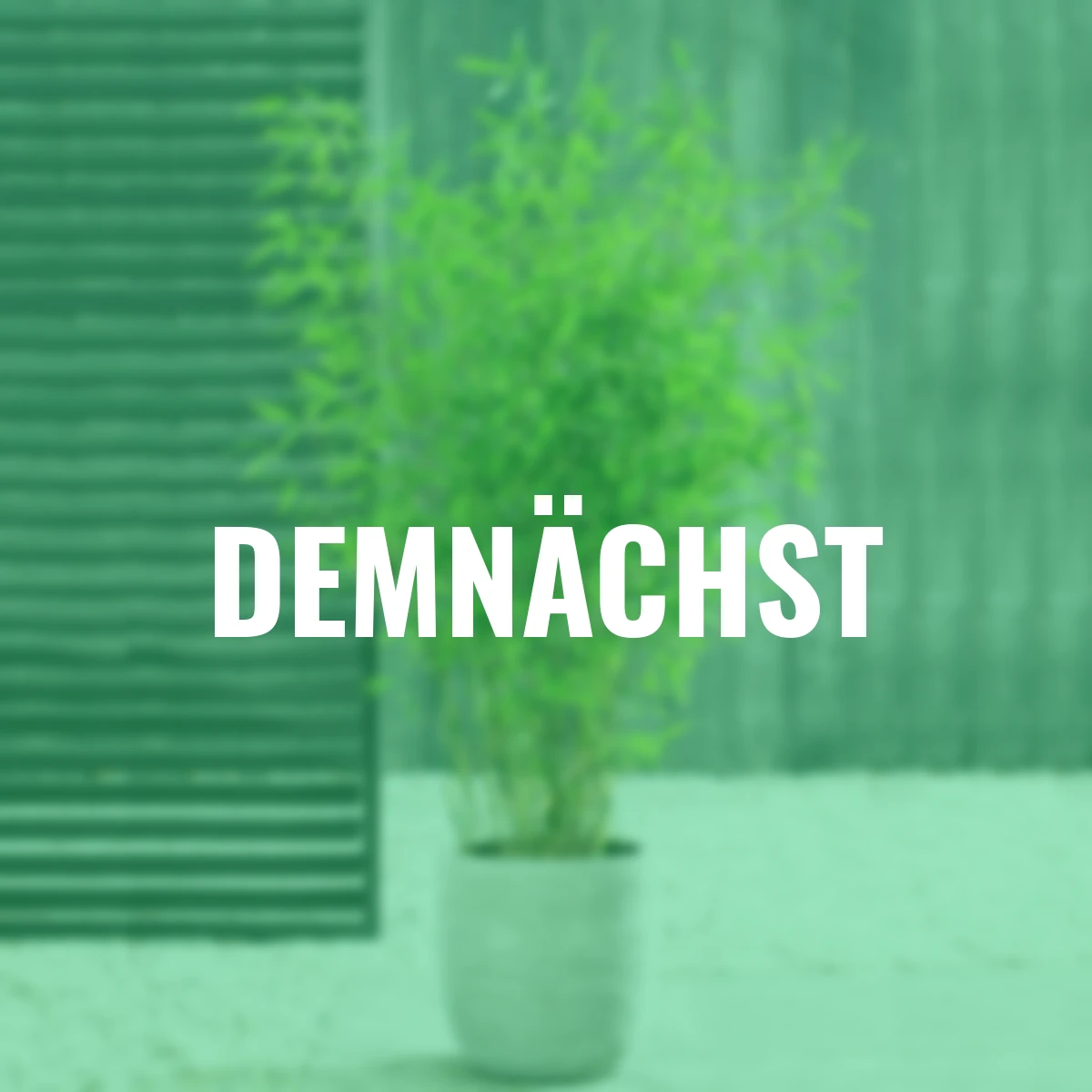 Schirmbambus Great Wall