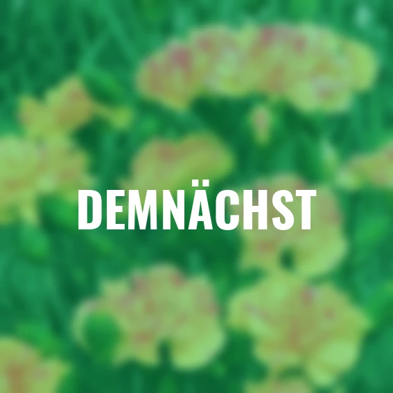 Pfingstnelke Devon Cream(R)